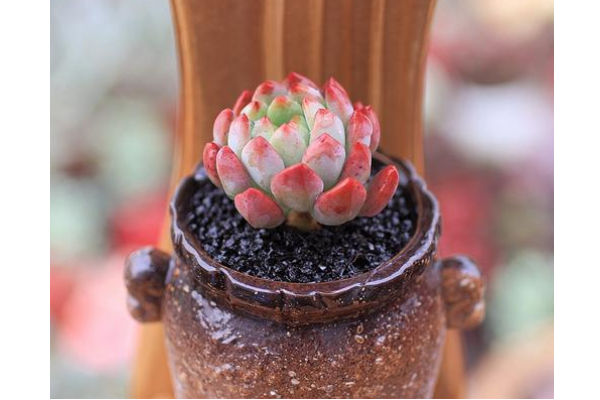 多肉里最好看的品種_多肉里面最好養(yǎng)的是什么_好看品種多肉里面有什么