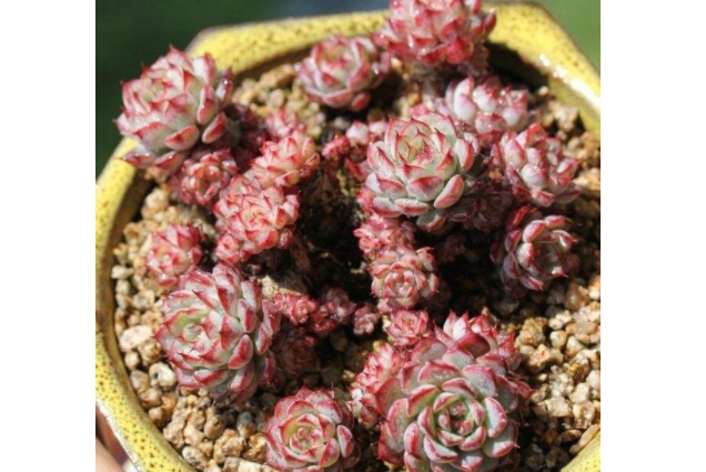 多肉里最好看的品種_多肉里面最好養(yǎng)的是什么_好看品種多肉里面有什么