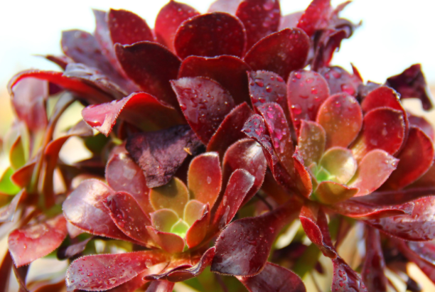 好看品種多肉里面有什么_多肉里面最好養(yǎng)的是什么_多肉里最好看的品種