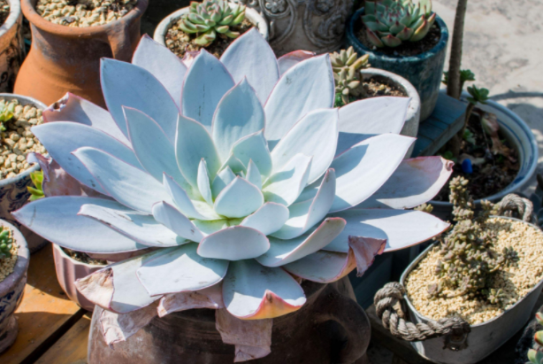 多肉里最好看的品種_多肉里面最好養(yǎng)的是什么_好看品種多肉里面有什么