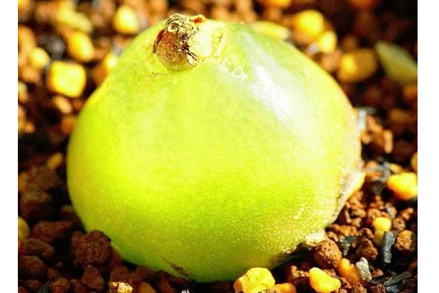 好看品種多肉里面有什么_多肉里最好看的品種_多肉里面最好養(yǎng)的是什么