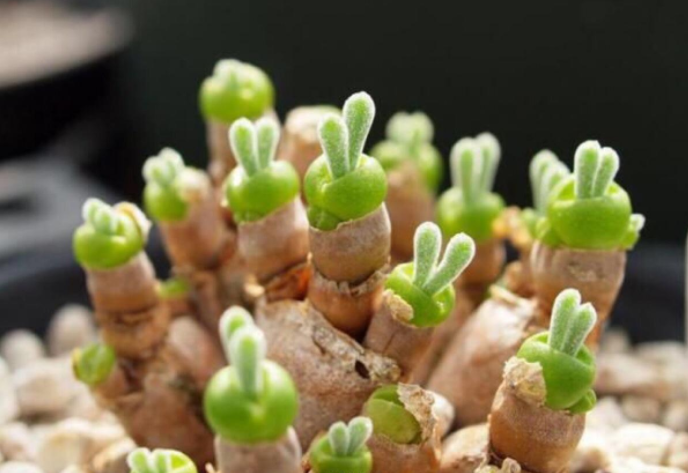 多肉里面最好養(yǎng)的是什么_多肉里最好看的品種_好看品種多肉里面有什么