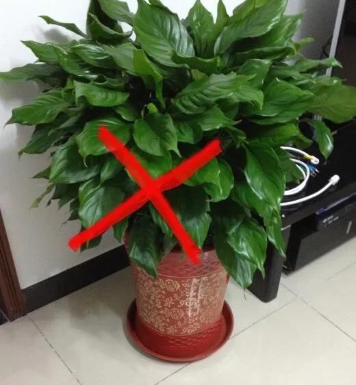 家庭盆栽花卉推薦_家養(yǎng)盆栽花卉_花卉盆栽家庭推薦圖