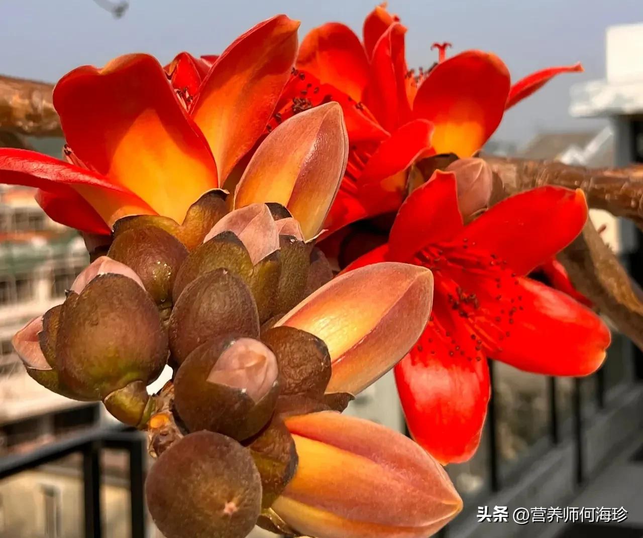 家里養(yǎng)斑馬花好不好_好養(yǎng)斑馬花家里養(yǎng)好嗎_斑馬花適合家庭養(yǎng)嗎