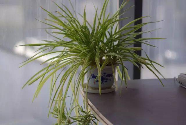 適合在辦公室養(yǎng)的綠植_辦公室養(yǎng)綠植適合什么花_辦公室養(yǎng)綠植適合放什么花