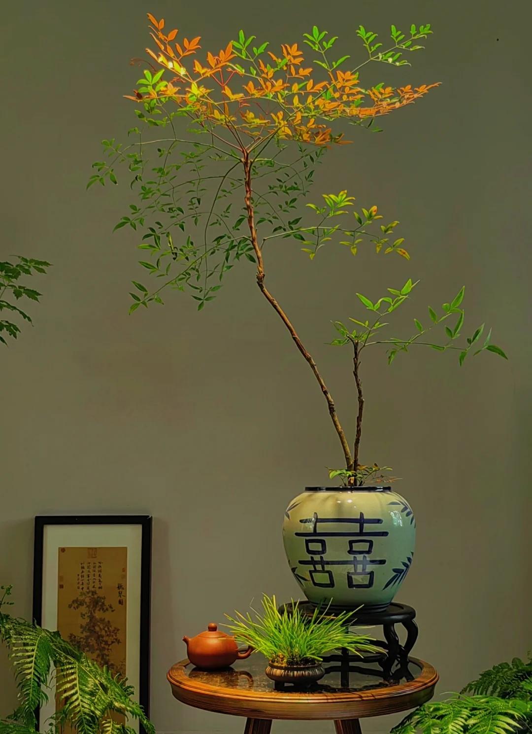 客廳養(yǎng)綠植適合有什么植物_適合在客廳養(yǎng)的綠植有哪些_客廳養(yǎng)綠植適合有什么花