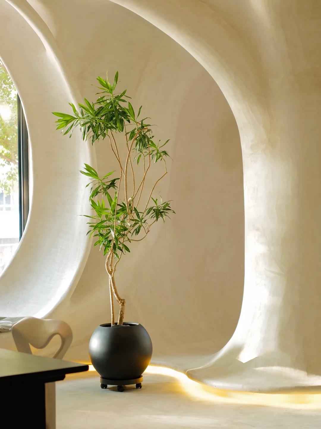 客廳養(yǎng)綠植適合有什么花_適合在客廳養(yǎng)的綠植有哪些_客廳養(yǎng)綠植適合有什么植物