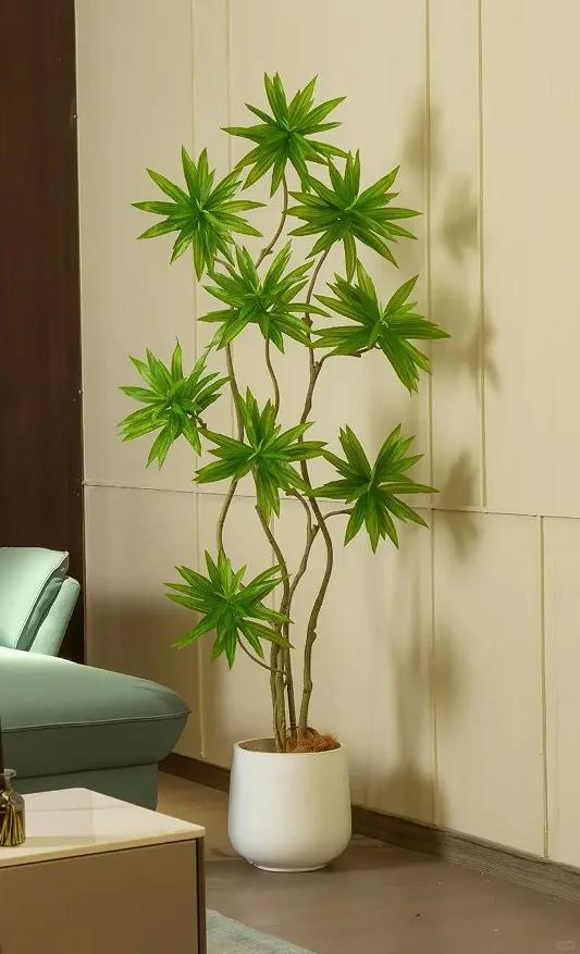 客廳養(yǎng)綠植適合有什么花_客廳養(yǎng)綠植適合有什么植物_適合在客廳養(yǎng)的綠植有哪些