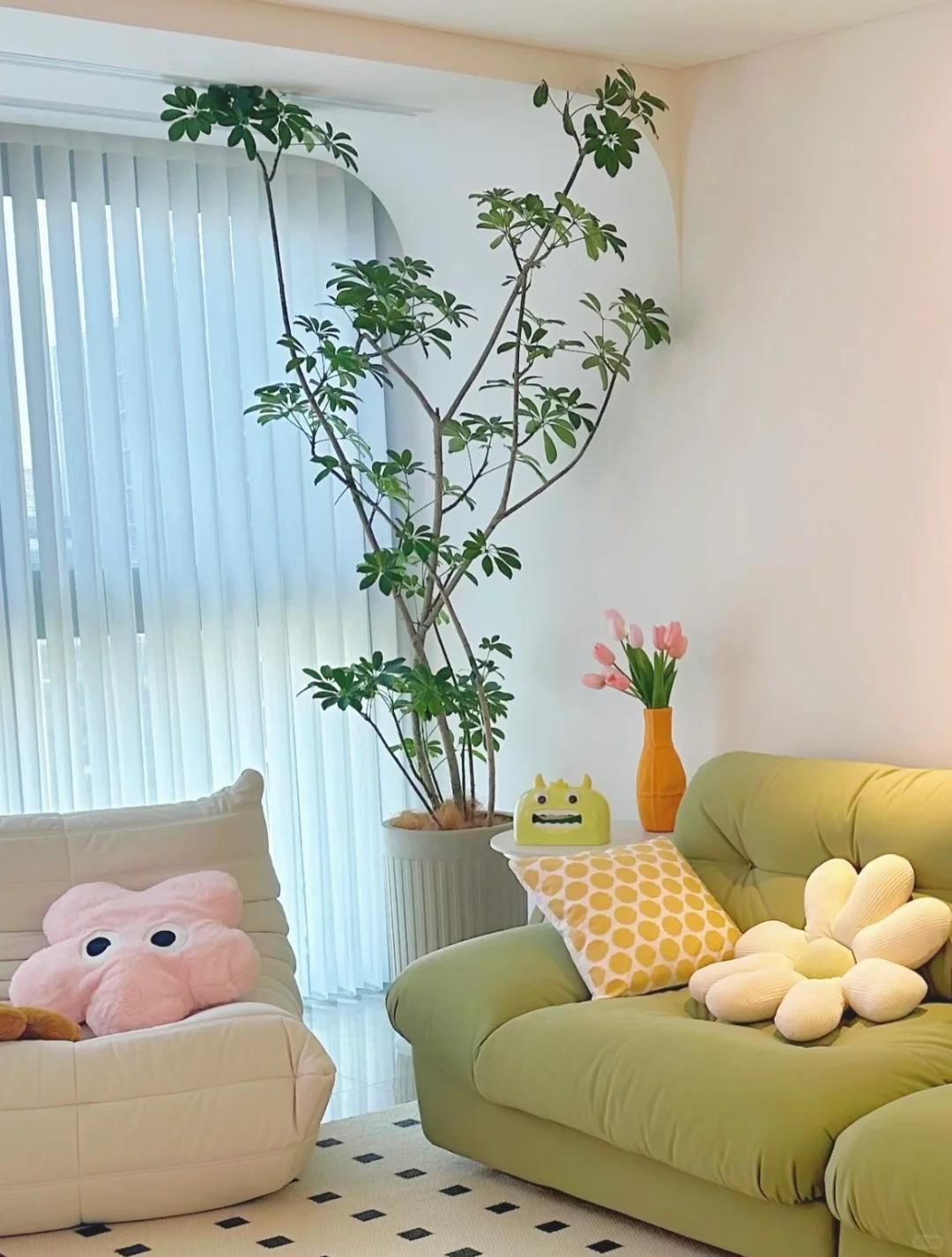 客廳養(yǎng)綠植適合有什么植物_客廳養(yǎng)綠植適合有什么花_適合在客廳養(yǎng)的綠植有哪些