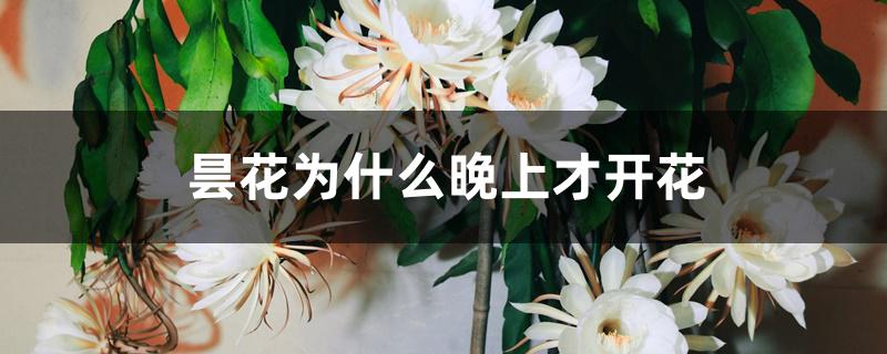 曇花為什么晚上才開花
