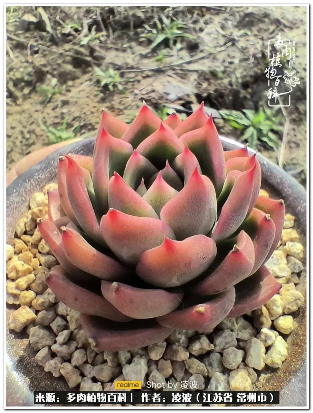 天鵝絨多肉好度夏嗎_多肉天鵝絨好度夏嗎_多肉天鵝絨度夏難嗎