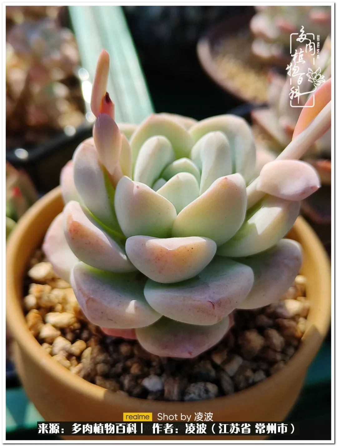 多肉天鵝絨好度夏嗎_多肉天鵝絨度夏難嗎_天鵝絨多肉好度夏嗎