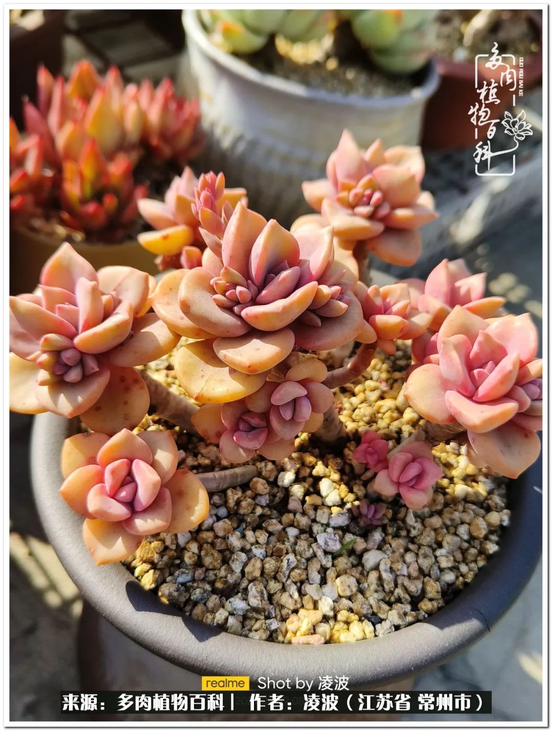 多肉天鵝絨度夏難嗎_多肉天鵝絨好度夏嗎_天鵝絨多肉好度夏嗎