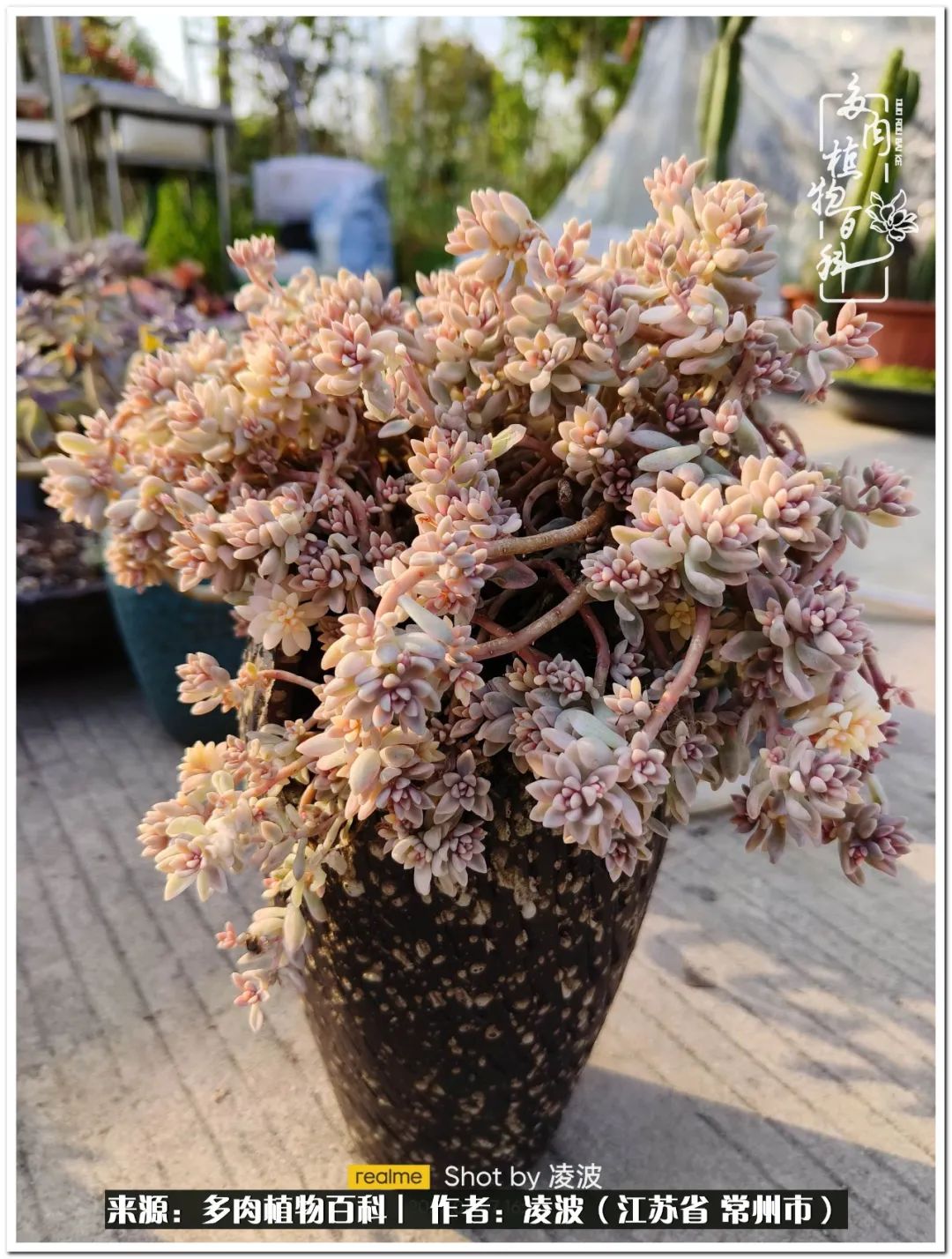 多肉天鵝絨好度夏嗎_多肉天鵝絨度夏難嗎_天鵝絨多肉好度夏嗎