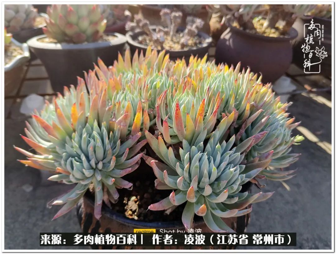 天鵝絨多肉好度夏嗎_多肉天鵝絨好度夏嗎_多肉天鵝絨度夏難嗎