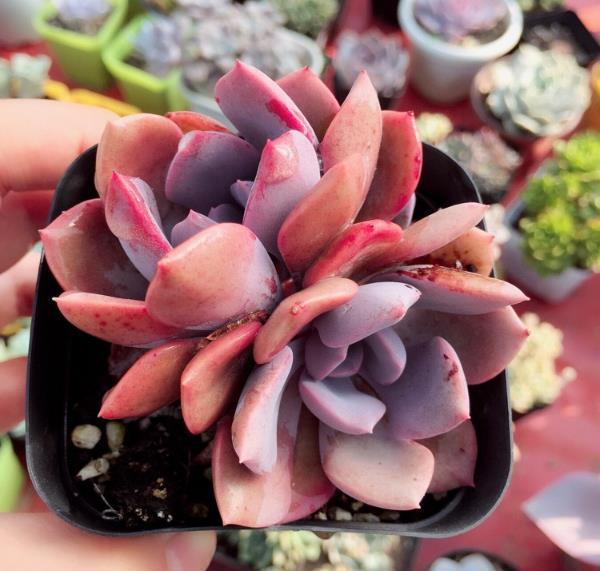 <strong>夏季防止多肉植物曬傷有方法，稍微遮陽，葉片變色長美！</strong>