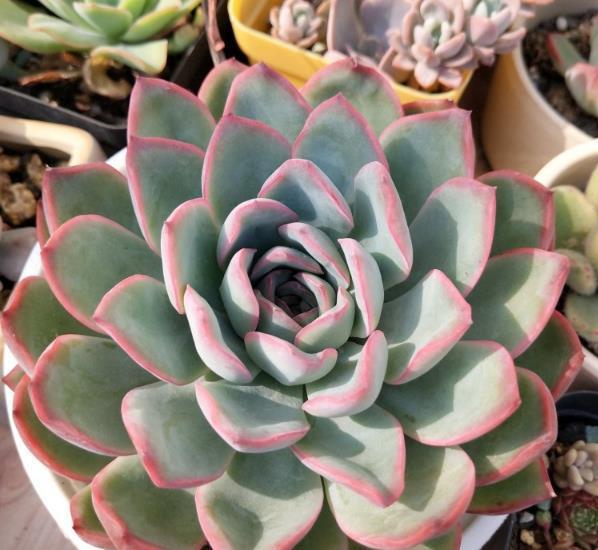 曬傷恢復(fù)多肉可以澆水嗎_多肉曬傷了可以恢復(fù)嗎_曬傷的多肉可以澆水嗎