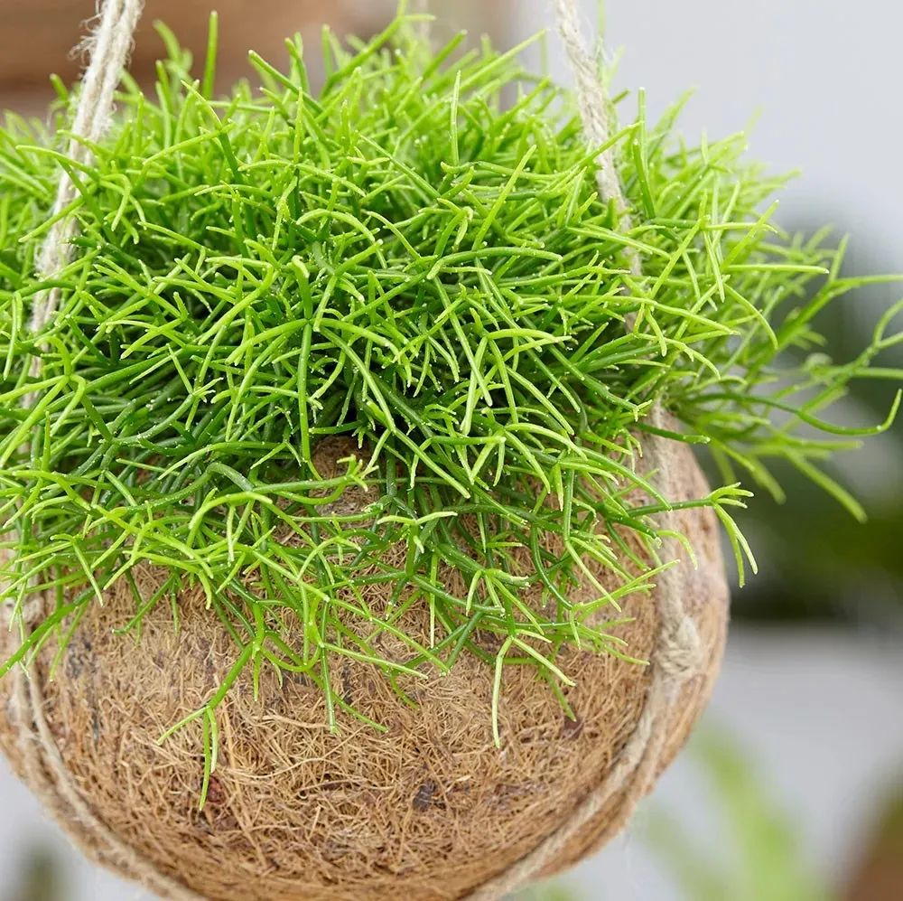 陰的花卉_陰養(yǎng)花卉_半陰花卉有哪些