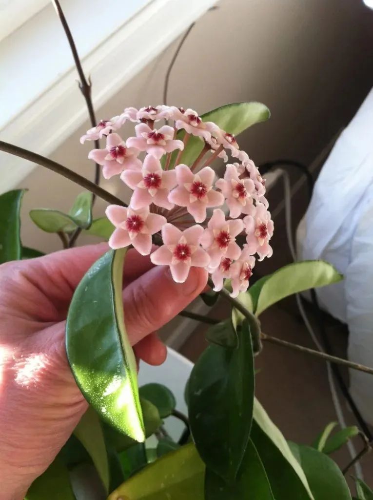 半陰花卉有哪些_陰養(yǎng)花卉_陰的花卉