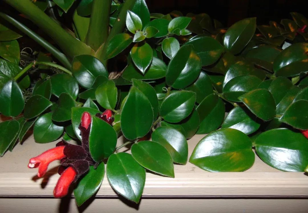 陰養(yǎng)花卉_半陰花卉有哪些_陰的花卉