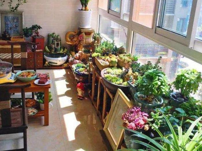 陽臺養(yǎng)植物好嗎_陽臺養(yǎng)植物好不好_最好養(yǎng)的陽臺植物