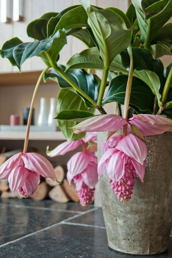 客廳好養(yǎng)的大盆植物_盆栽客廳擺放_(tái)大盆植物客廳