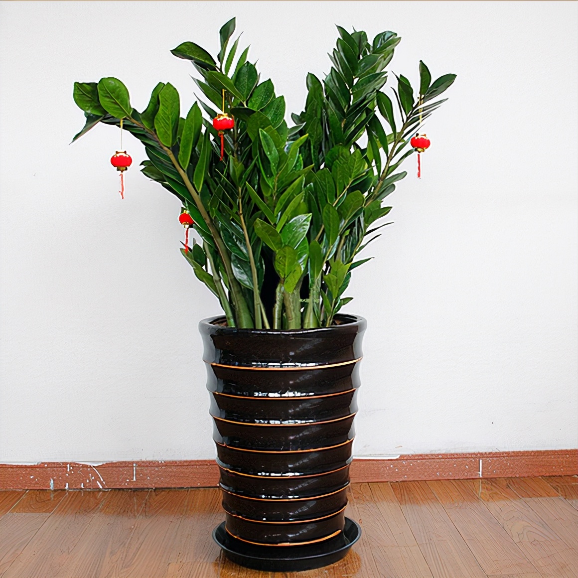 大盆植物客廳_客廳好養(yǎng)的大盆植物_盆栽客廳擺放