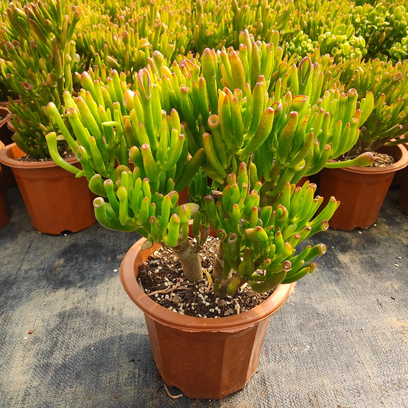 盆栽客廳擺放_(tái)大盆植物客廳_客廳好養(yǎng)的大盆植物