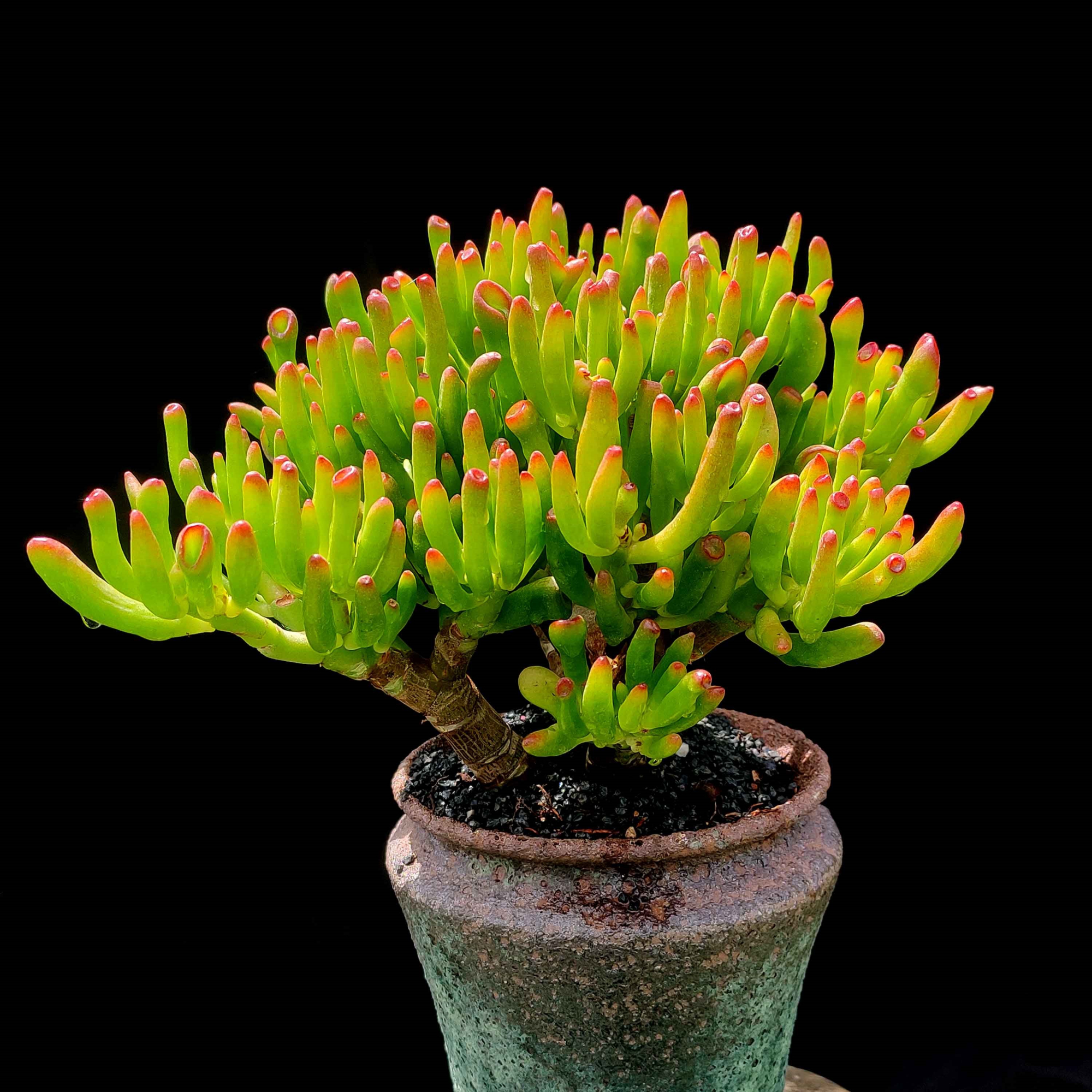 盆栽客廳擺放_(tái)客廳好養(yǎng)的大盆植物_大盆植物客廳