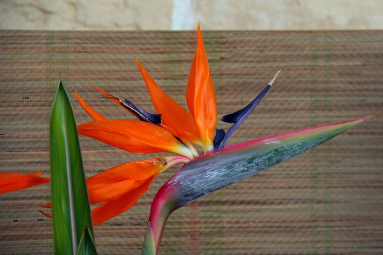 什么花耐陰適合室內(nèi)養(yǎng)_室內(nèi)養(yǎng)適合花耐陰的花卉_室內(nèi)耐陰盆栽花卉