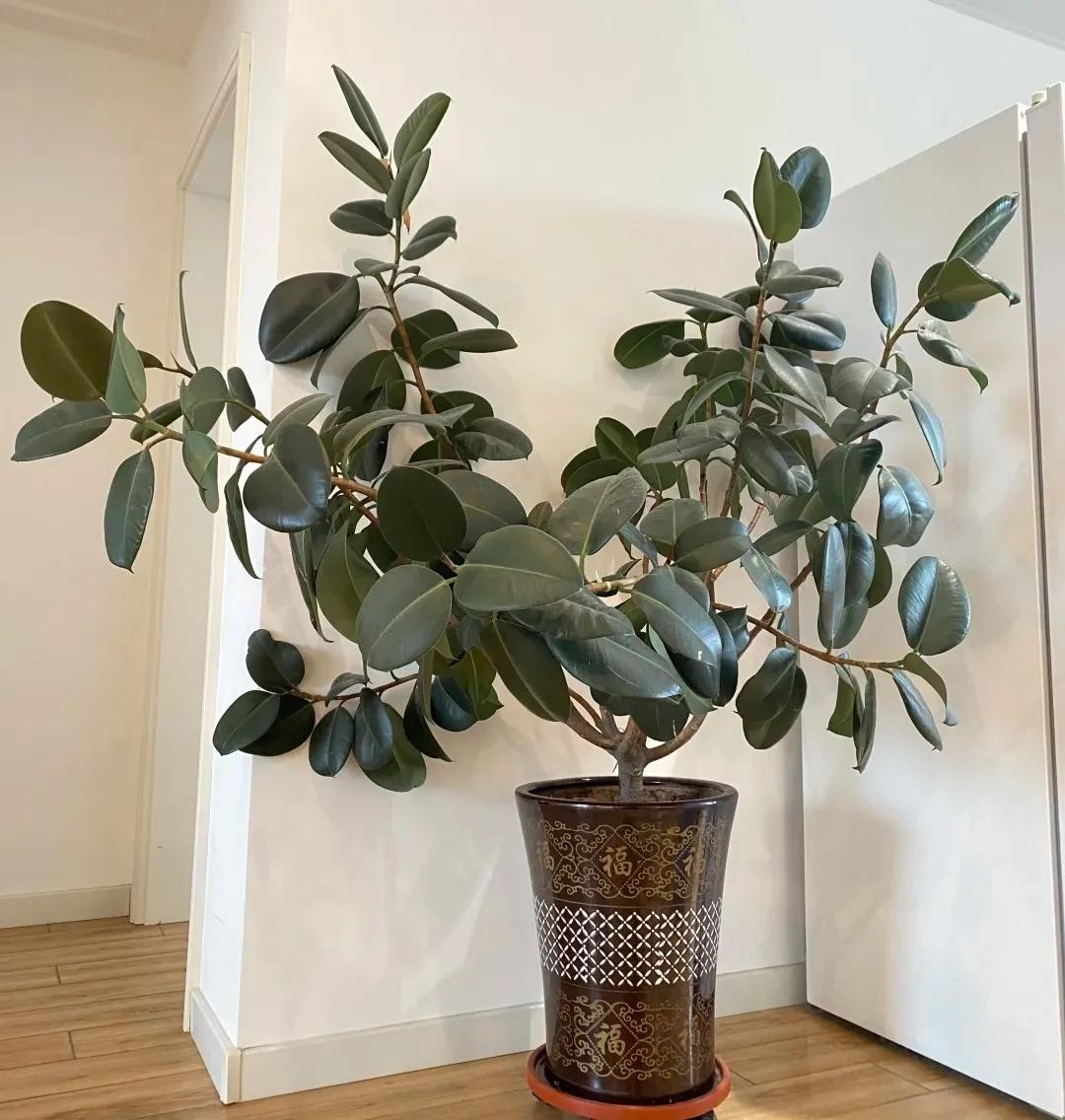 客廳裝飾植物_客廳綠植如何擺放_(tái)客廳裝飾綠植