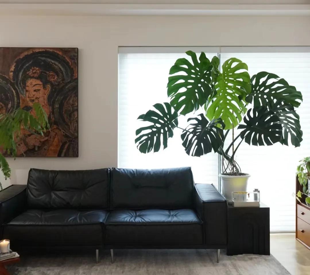 客廳裝飾植物_客廳綠植如何擺放_(tái)客廳裝飾綠植