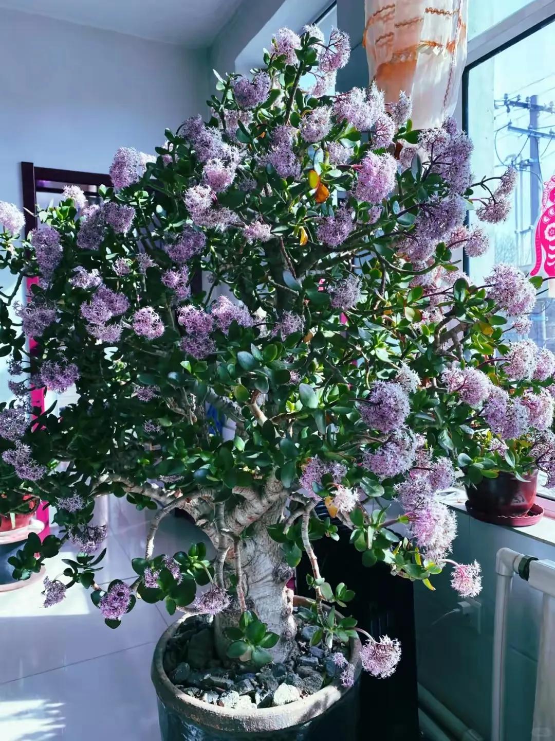 客廳裝飾植物_客廳裝飾綠植_客廳綠植如何擺放