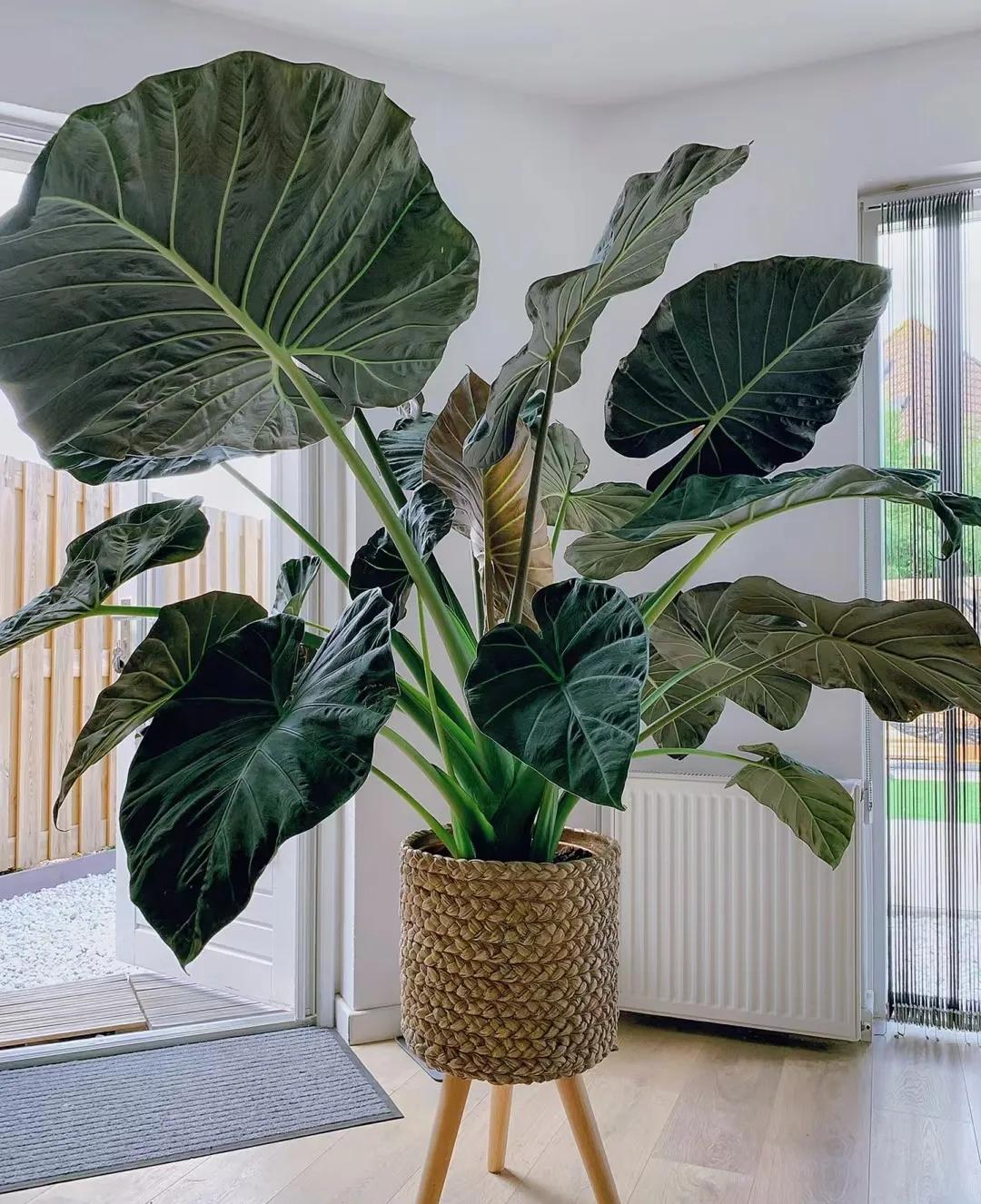 客廳綠植如何擺放_(tái)客廳裝飾植物_客廳裝飾綠植