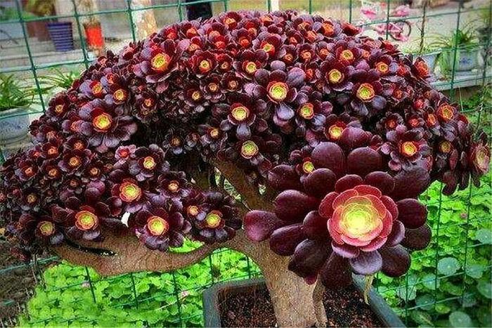 紫羊絨多肉的繁殖方法_養(yǎng)殖紫多肉羊絨方法圖解_紫羊絨多肉的養(yǎng)殖方法