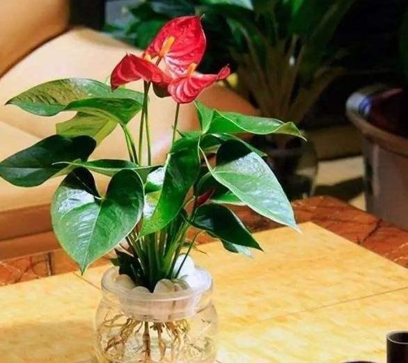 居家養(yǎng)什么花草植物好_居家養(yǎng)花有哪些好處_花草居家養(yǎng)植物好養(yǎng)活嗎
