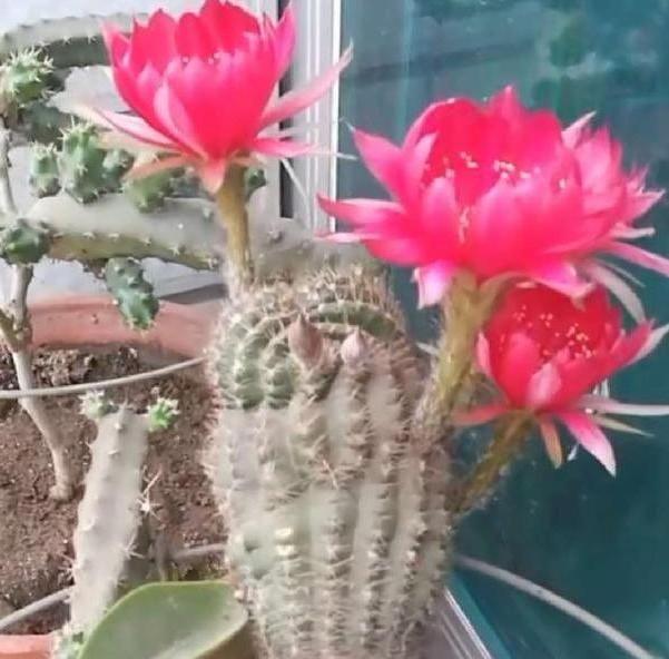 居家養(yǎng)什么花草植物好_居家養(yǎng)花有哪些好處_花草居家養(yǎng)植物好養(yǎng)活嗎