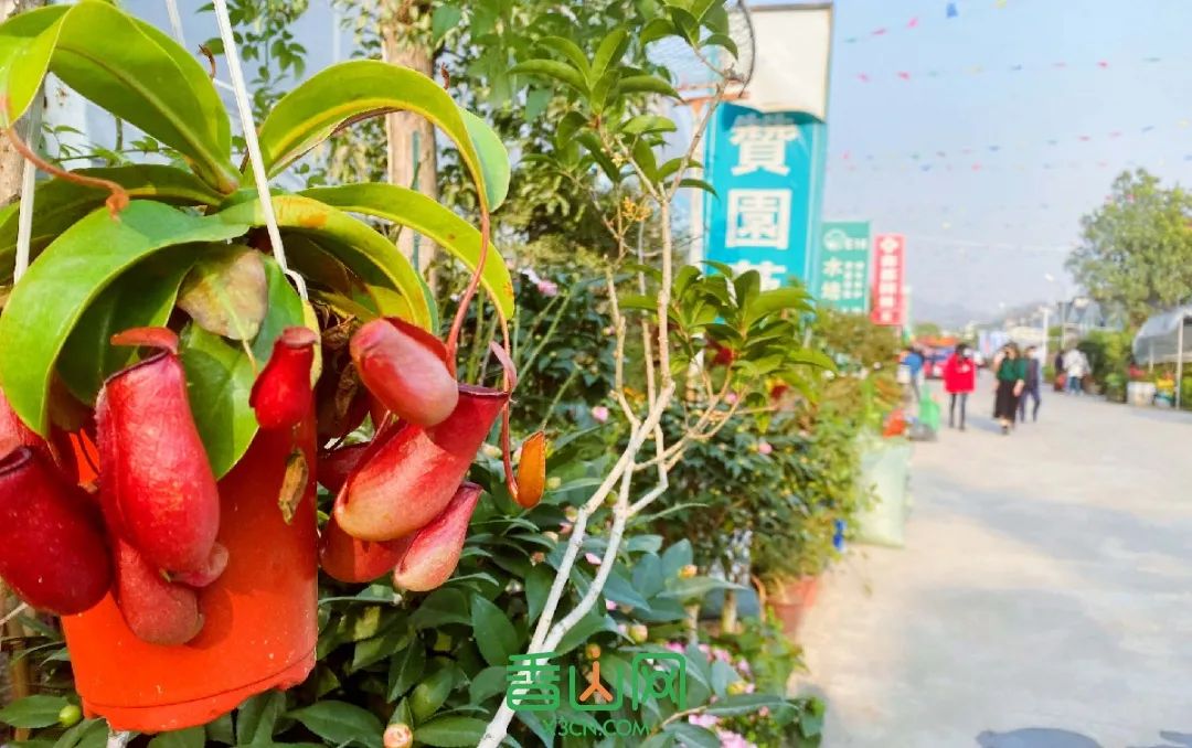 珠?；ɑ苁袌雠l(fā)市場_珠海市花卉批發(fā)市場_珠?；ɑ苁袌瞿睦锉阋?/></p>
<p>很多家庭都是拉著拖車來買的，花街里多的是一家大小一起來逛的溫馨場面。</p>
<p>大人聽店家講對應(yīng)的寓意和價(jià)格，心里樂開了花。而小孩心里，只有那些開得熱熱鬧鬧的美麗鮮花。</p>
<p>總之每個(gè)人，都能在花街里得到皆大歡喜。</p>
<p><img src=