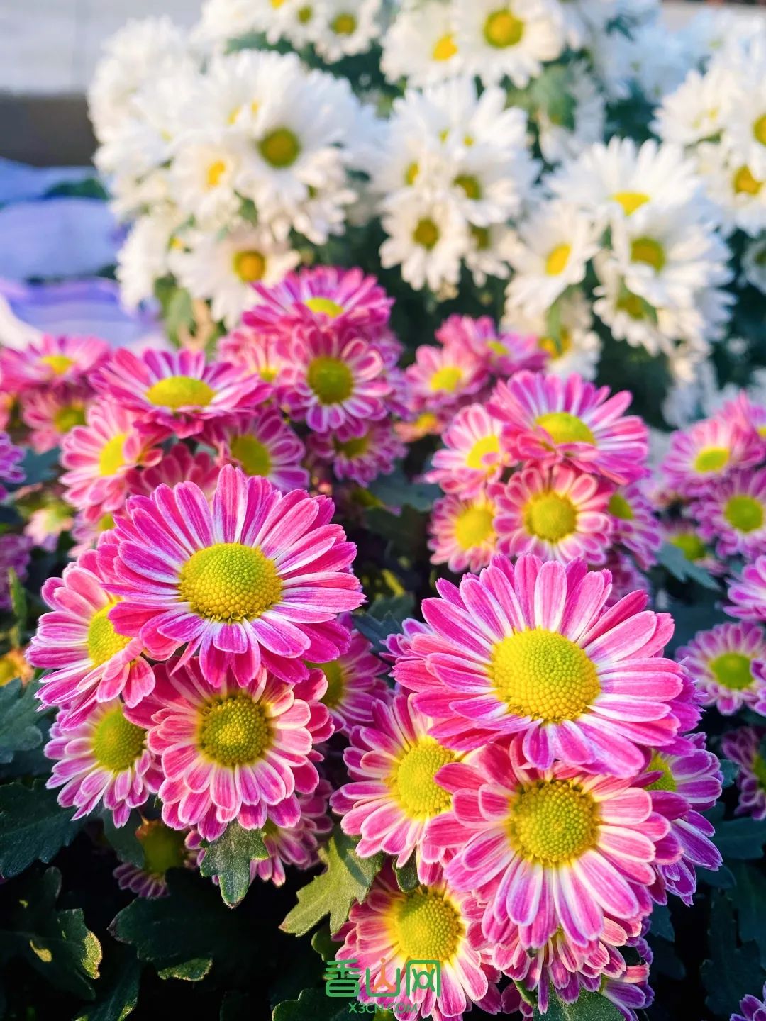 珠海花卉市場批發(fā)市場_珠?；ɑ苁袌瞿睦锉阋薩珠海市花卉批發(fā)市場