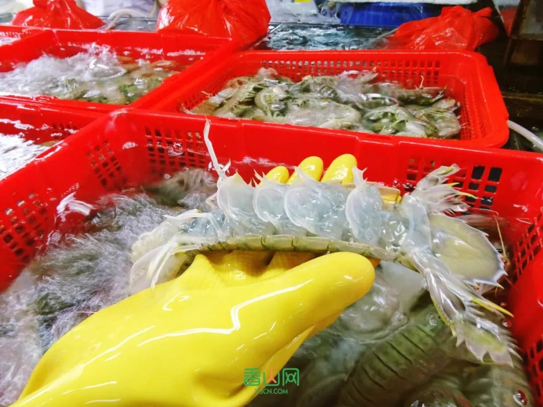 珠?；ɑ苁袌瞿睦锉阋薩珠海市花卉批發(fā)市場_珠?；ɑ苁袌雠l(fā)市場