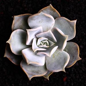 多肉植物海琳娜_多肉海琳娜好養(yǎng)嗎_多肉海琳娜