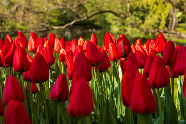 秋季的綠植(秋季綠植養(yǎng)護(hù)注意事項(xiàng))