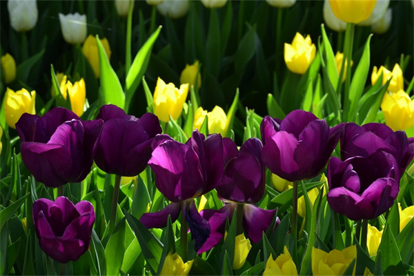 名貴綠植(名貴綠植排名前十)