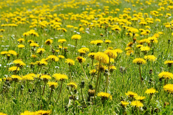 云南花卉盆栽(云南盆栽盆花基地)