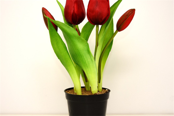 橡皮樹如何扦插繁殖（教大家橡皮樹的扦插流程）