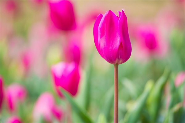廣州花卉盆景批發(fā)市場(廣州花卉盆景批發(fā)市場地址)