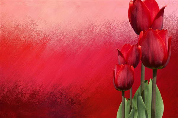 什么花適合室內(nèi)盆栽(室內(nèi)什么花卉盆栽好養(yǎng))