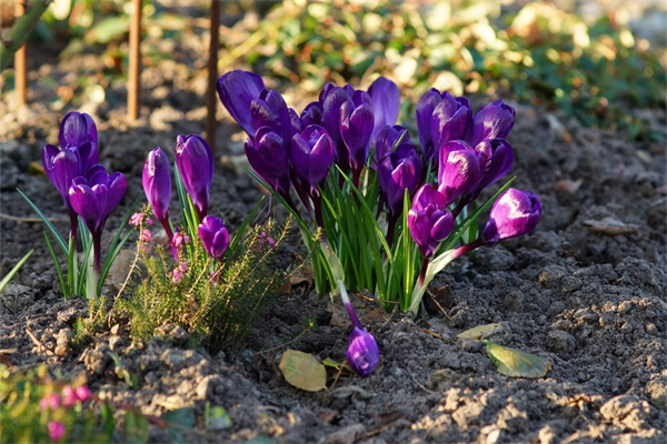 花卉綠植租賃廠家(58同城綠植租賃)