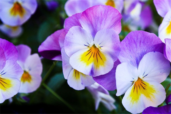 盆栽小月季花(盆栽小月季花和大月季花的區(qū)別)