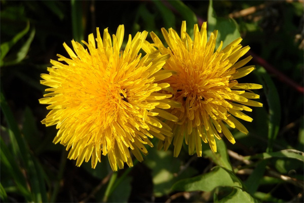 院子常綠植物(院子里的綠化種些什么)